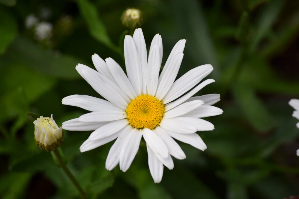 Daisy flower plant