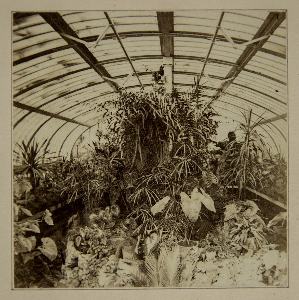 Interior of McCaggs Conservatory (NBY 1413)