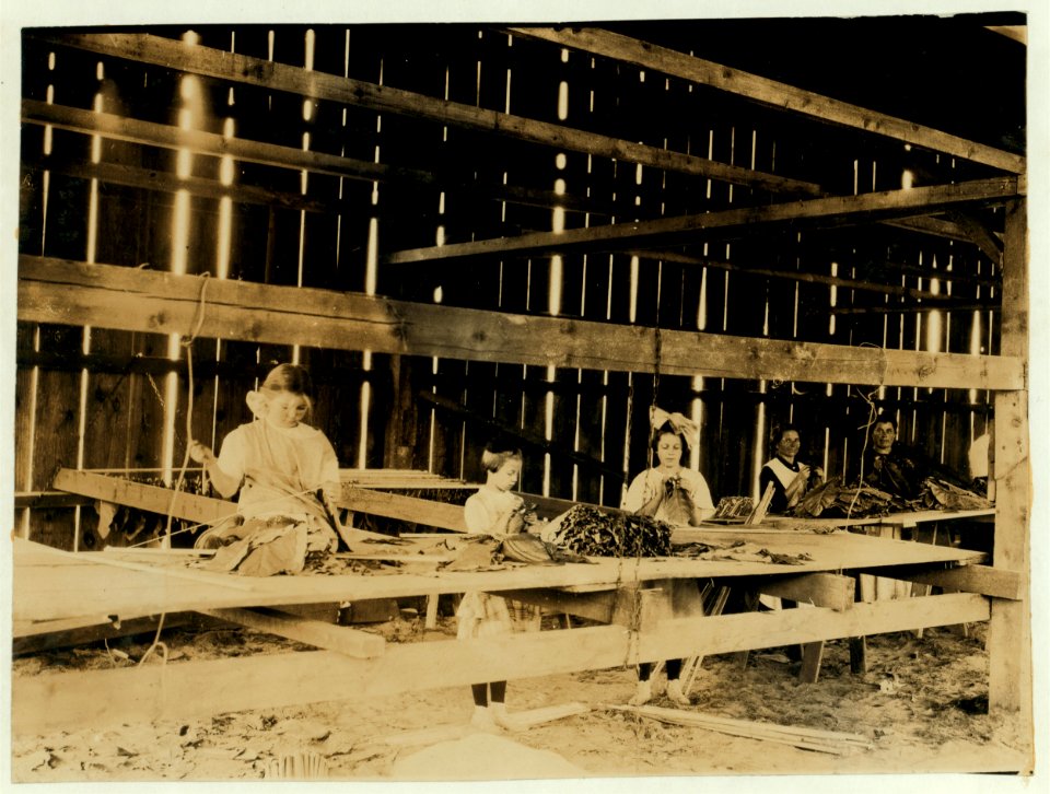 Interior of tobacco shed, Hawthorn Farm. Girls in foreground are 8, 9, and 10 years old. The 10 yr. old makes 50 cents a -day. 12 workers on this farm are 8 to 14 years old, and about 15 are LOC nclc.00733