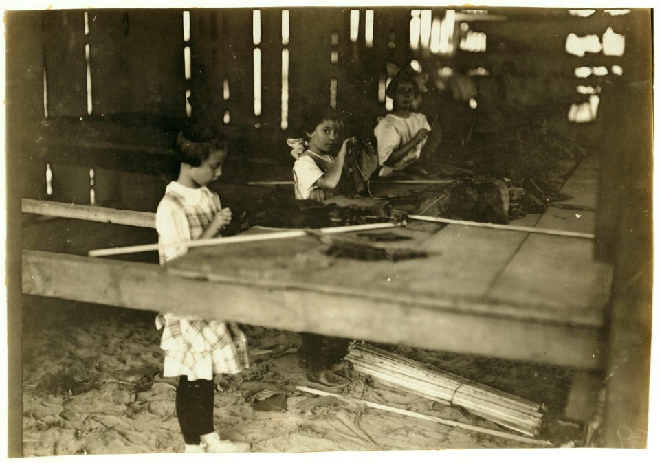 Interior of tobacco shed, Hawthorn Farm. Girls in foreground are 8, 9, and 10 years old. The 10 yr. old makes 50 cents a day. 12 workers on this farm are 8 to 14 years old, and about 15 are LOC nclc.00737