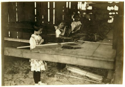 Interior of tobacco shed, Hawthorn Farm. Girls in foreground are 8, 9, and 10 years old. The 10 yr. old makes 50 cents a day. 12 workers on this farm are 8 to 14 years old, and about 15 are LOC nclc.00737
