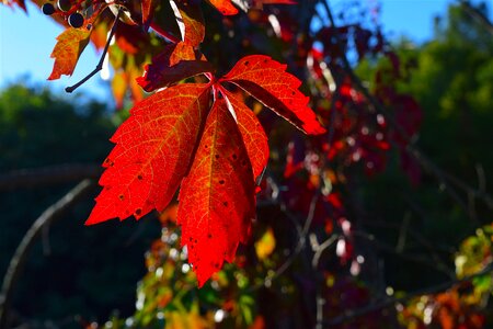 Season light fall photo