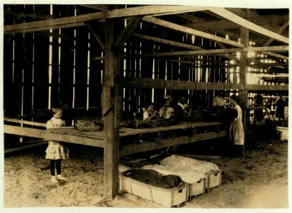 Interior of tobacco shed, Hawthorn Farm. Girls in foreground are 8, 9, and 10 years old. The 10 yr. old makes 50 cents a day. 12 workers on this farm are 8 to 14 years old, and about 15 are LOC nclc.00734