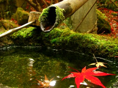 Maple moss maples photo