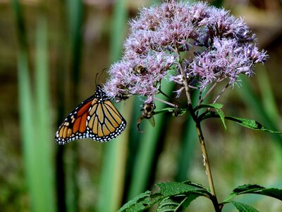 Eutrochium purpureumm joe-pye weed photo