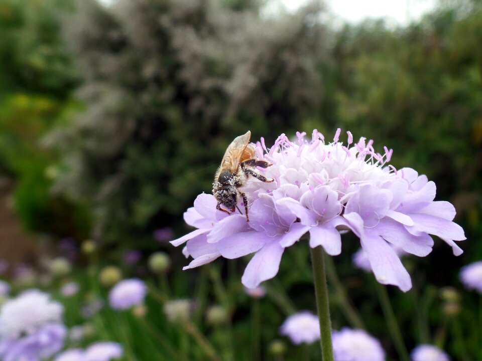 Pollination nature pollen photo