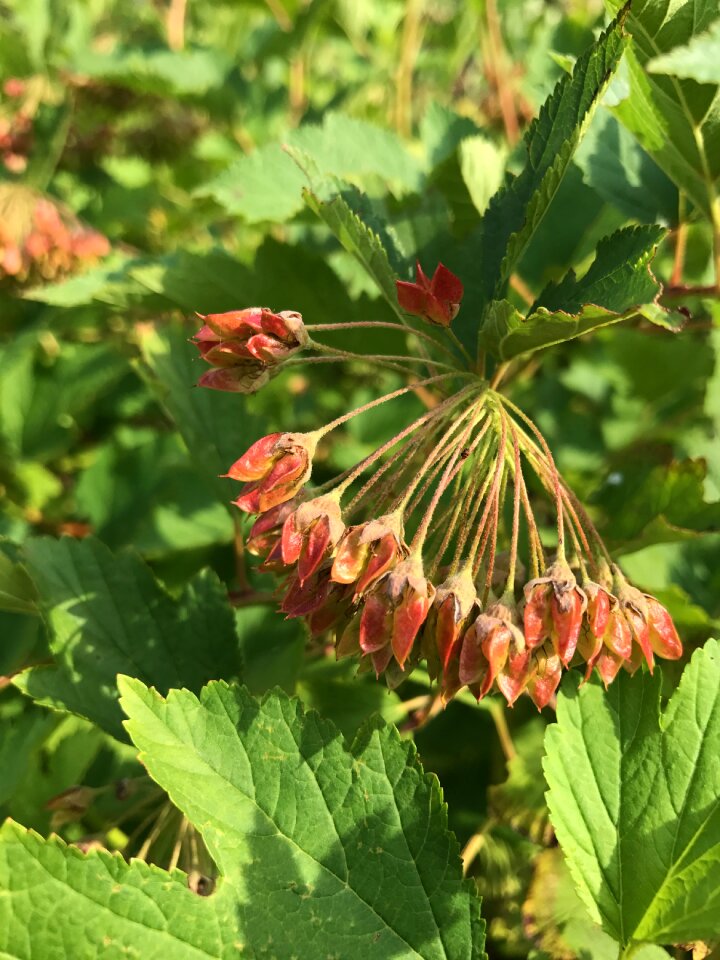 Floral bloom blooming