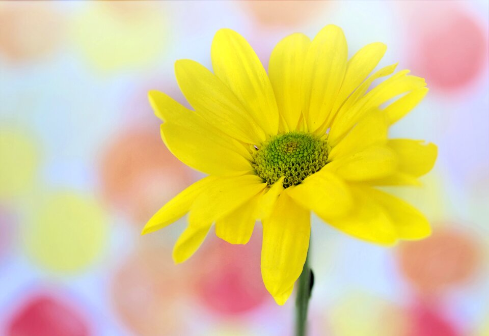 Background nature flower