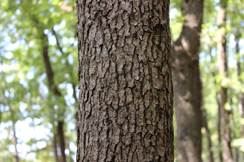 Forest nature turkey