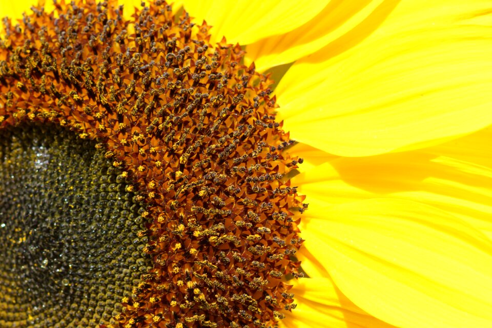 Sunflower close-up yellow