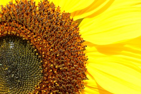 Sunflower close-up yellow