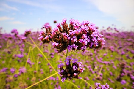 Lavender flowers sea of flowers