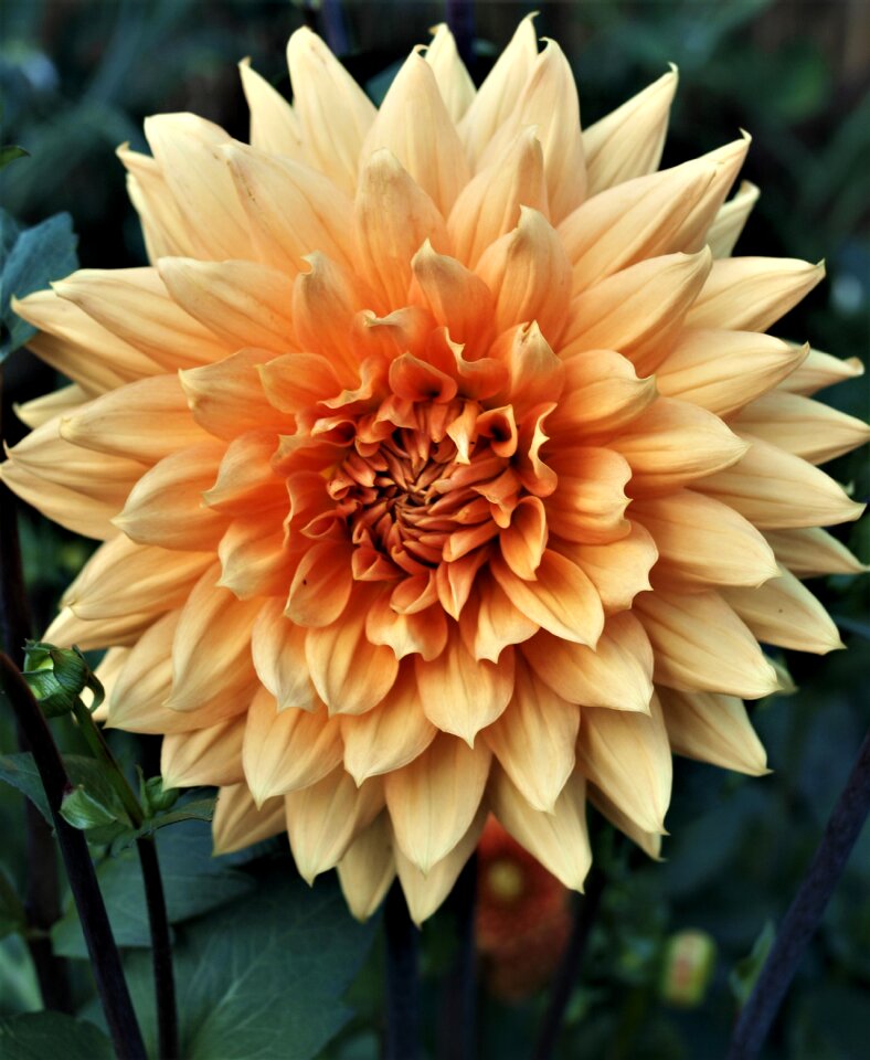 Color summer dahlia