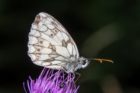 Close up insect flowers