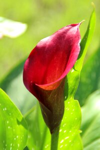 Flower nature plant