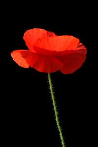 Nature plants red petals