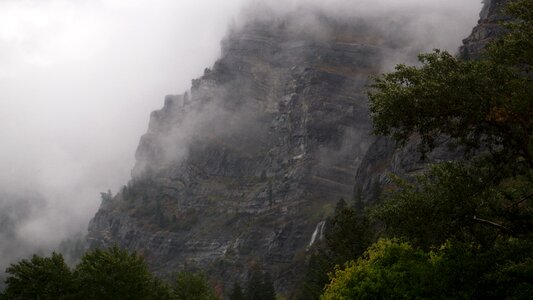 Plant nature highland