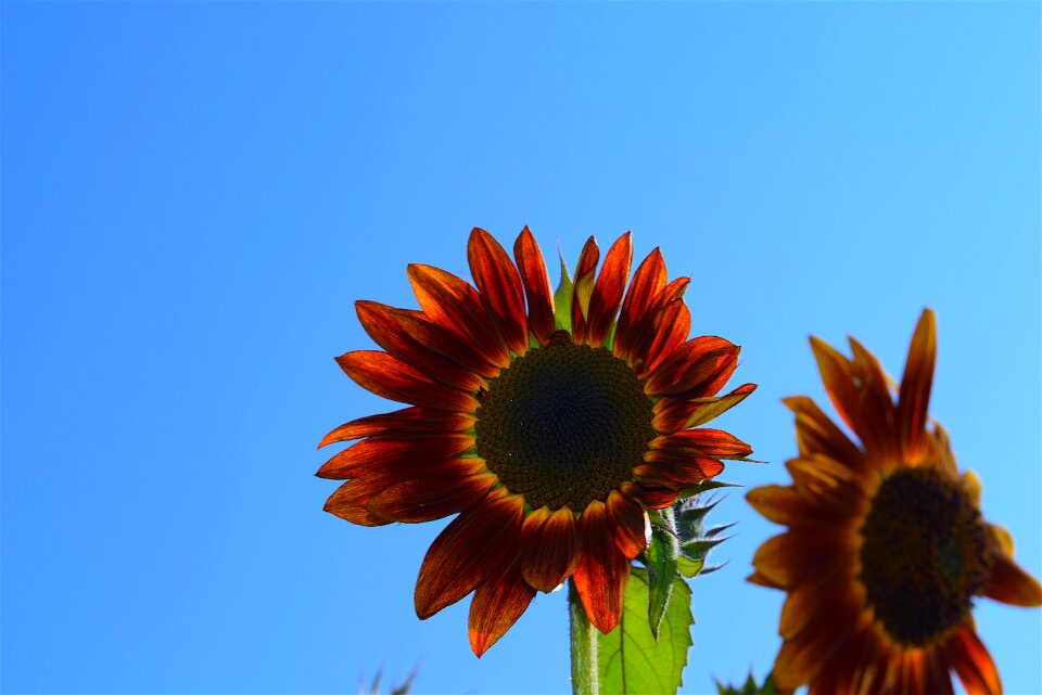 Summer garden flower
