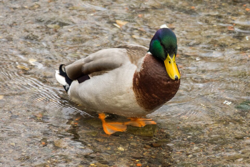Animal world nature animal