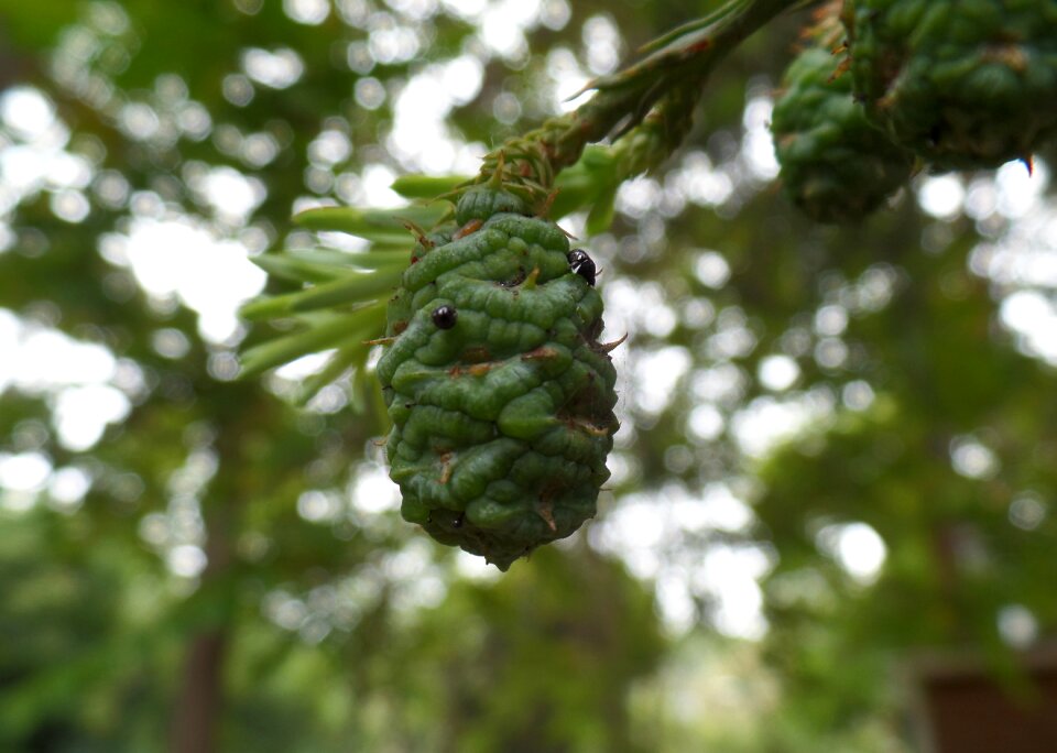 Green leaves life branch
