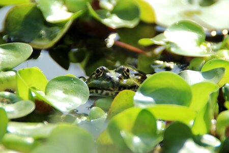 Aquatic animal amphibian garden pond photo
