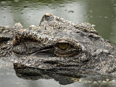 Wild water predator