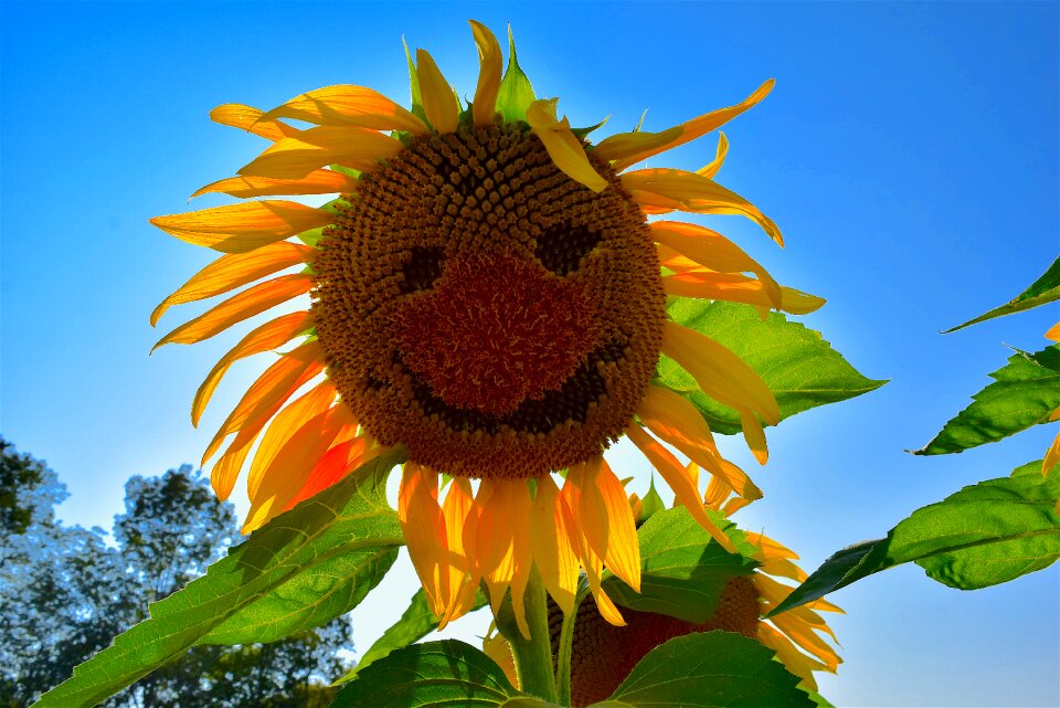 Nature summer garden