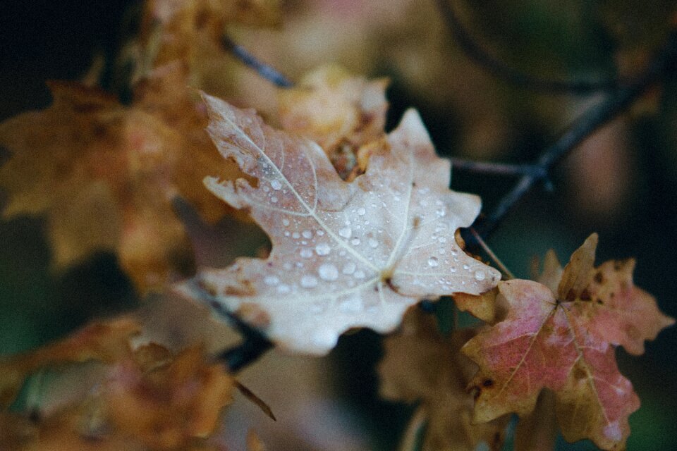 Nature blur wet