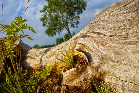 Log bark texture