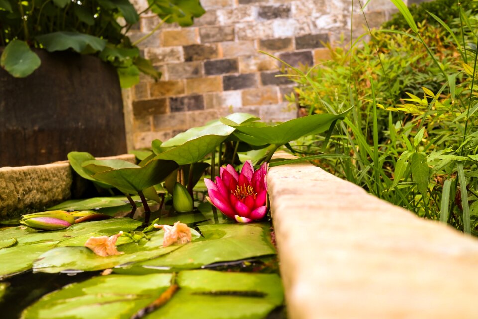 Water lilies the ancient town lotus pond