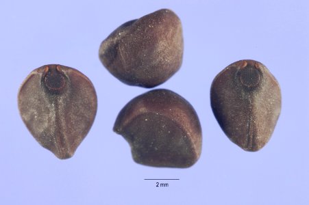Ipomoealacunosa