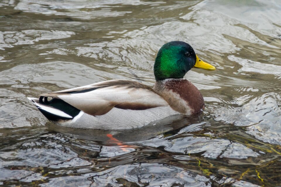 Nature animal water