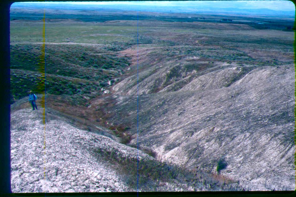 Ipomopsis polycladon habitat in SW Idaho