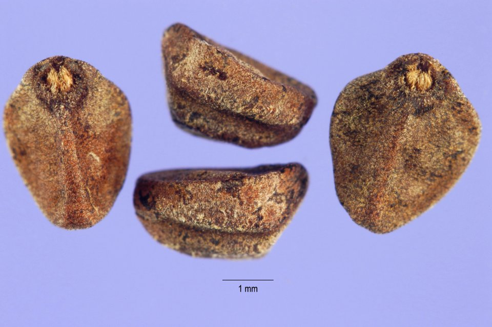 Ipomoeahederifolia