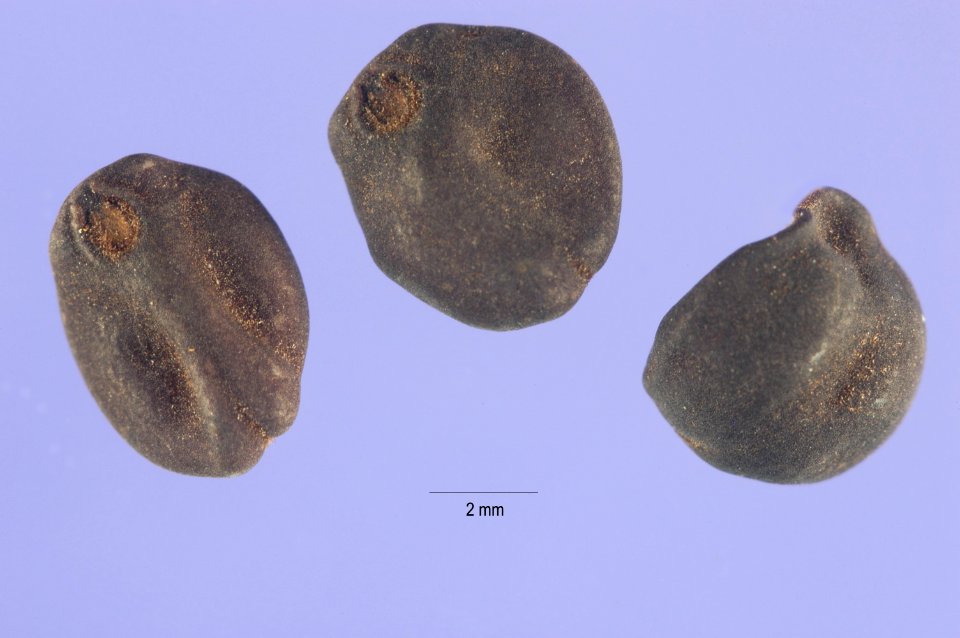 Ipomoealindheimeri