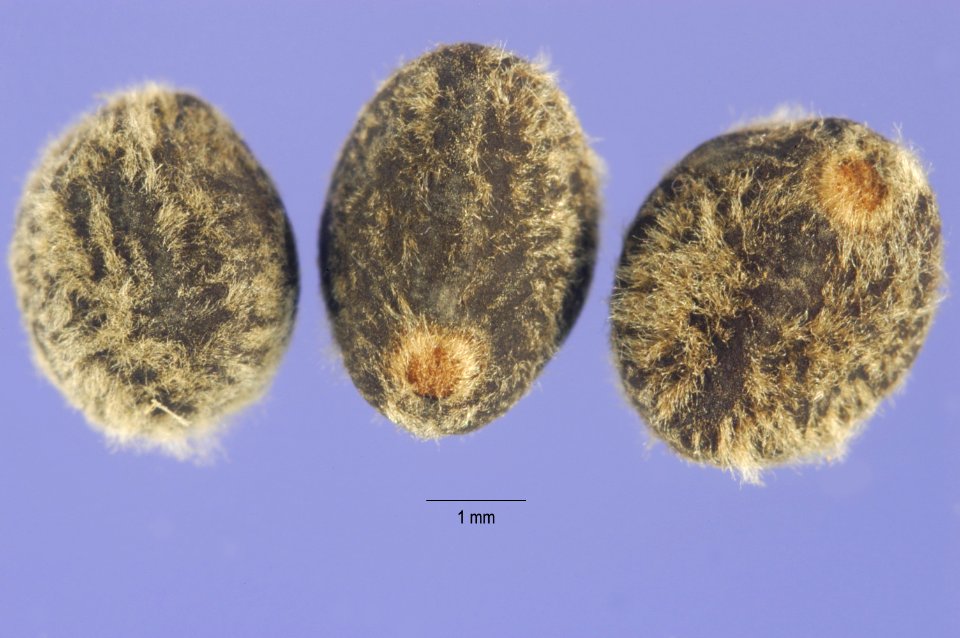 Ipomoeapestigridis