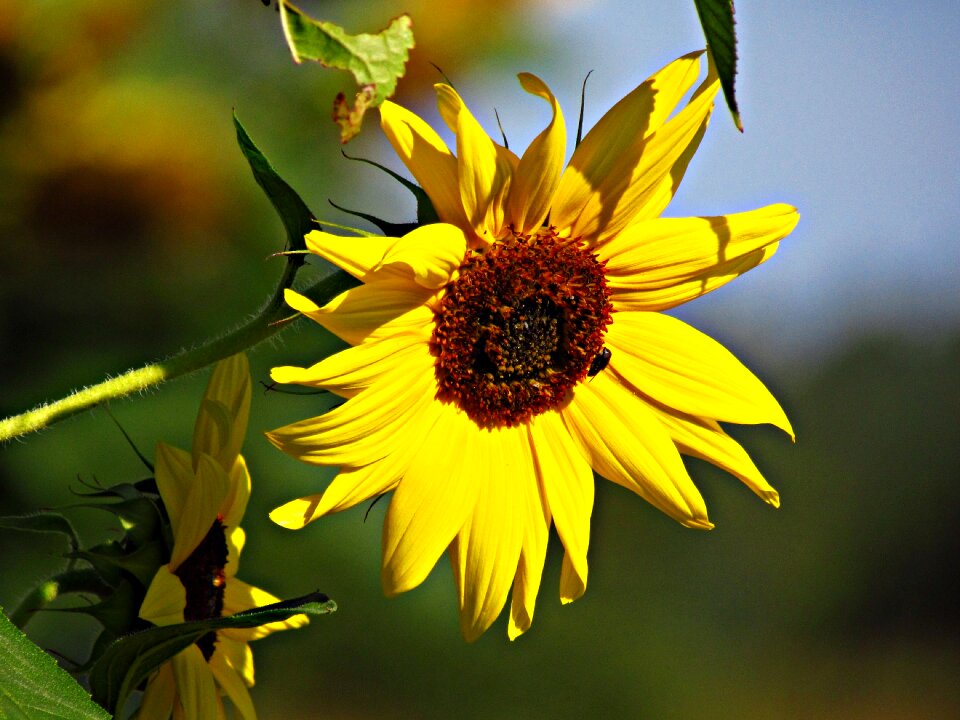 Nature ornamental sunflower yellow