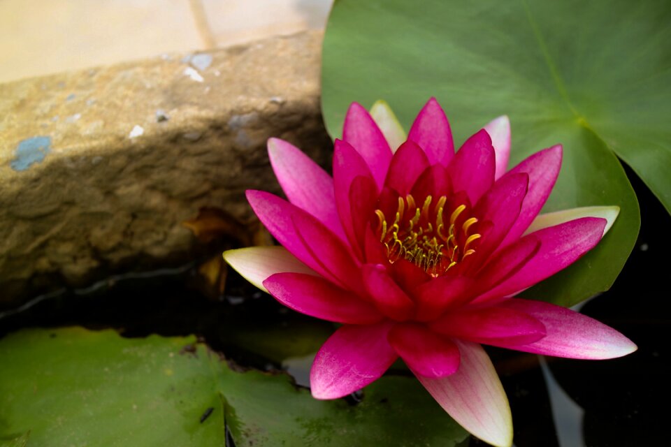 Water lilies lotus lotus leaf