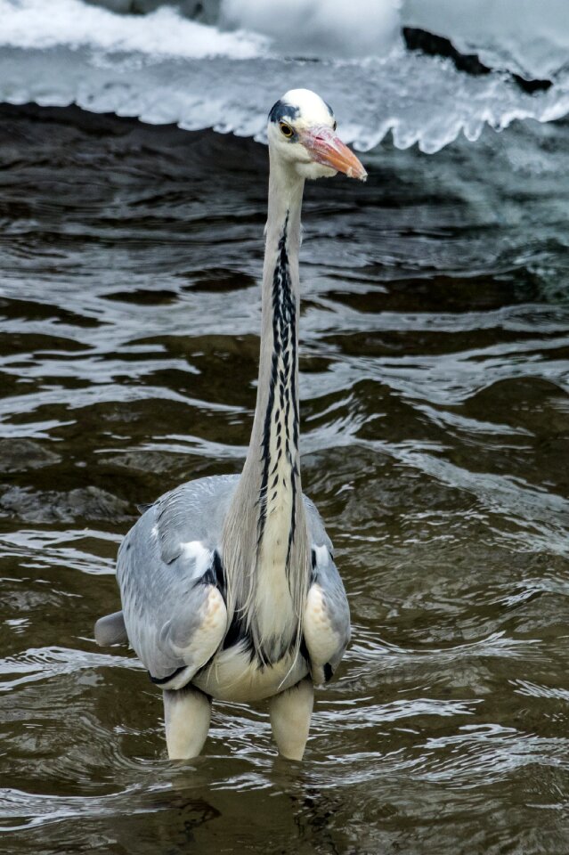 Crane water waters