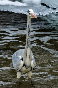 Crane water waters