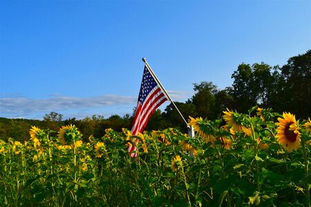 Nature summer garden flower photo