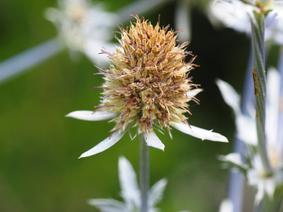Plant nature prickly