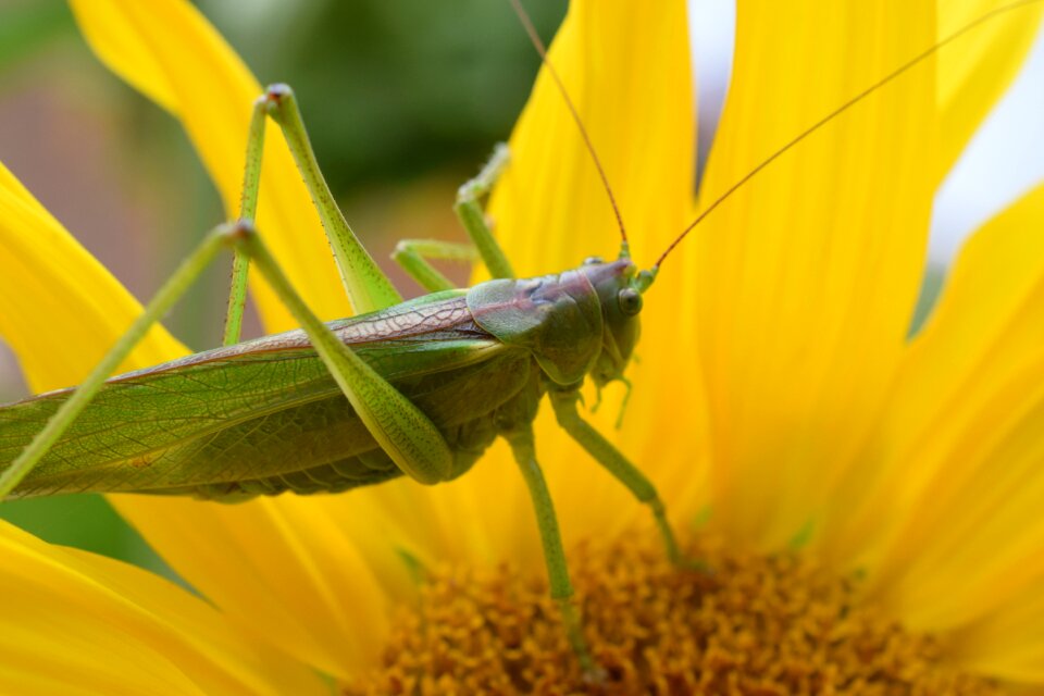 Insect green caelifera photo