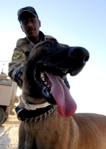 Iraqi dog handlers patrol Mosul DVIDS195522