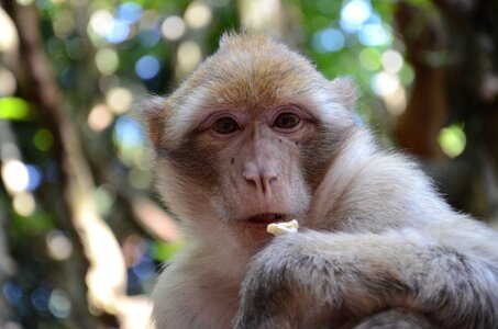 Primate animal mammal