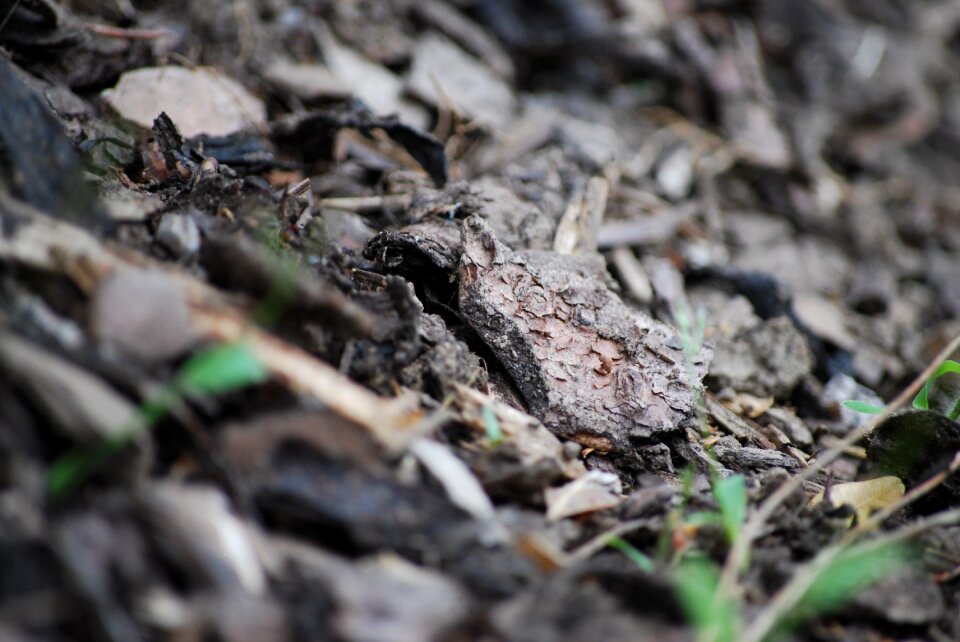 Animal reptile environment