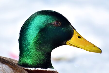 Mallard duck head bird