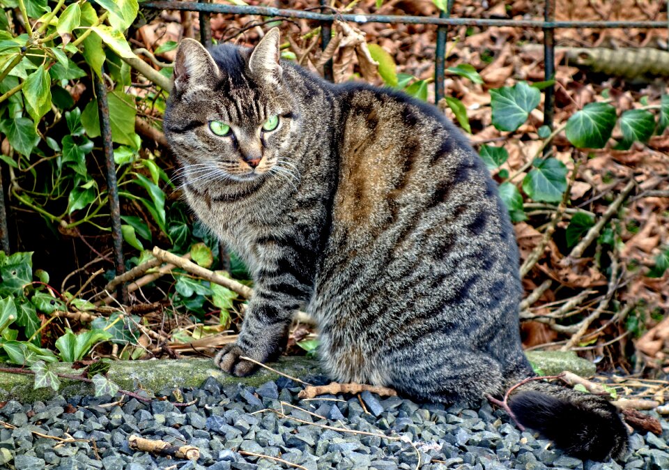 Mammal feline domestic
