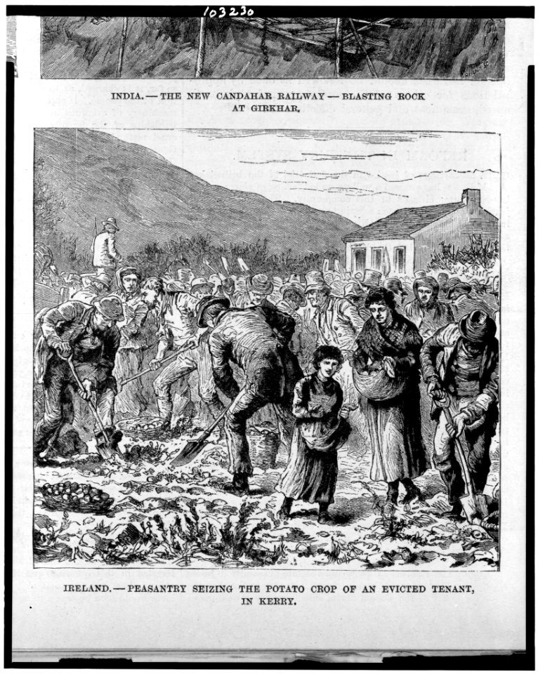 Ireland. Peasantry seizing the potato crop of an evicted tenant, in Kerry LCCN91732035