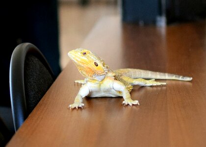 Lizard yellow pets